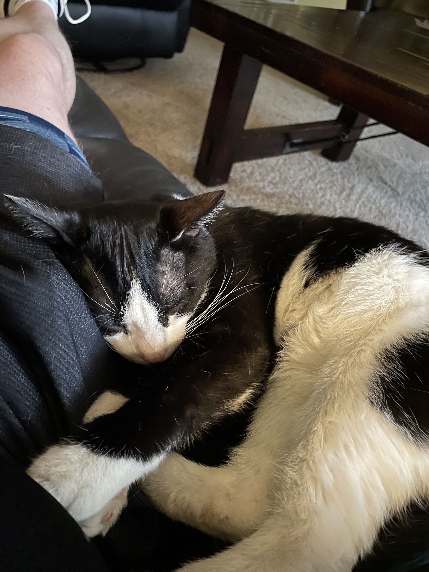 Lander Pet Connection Lander