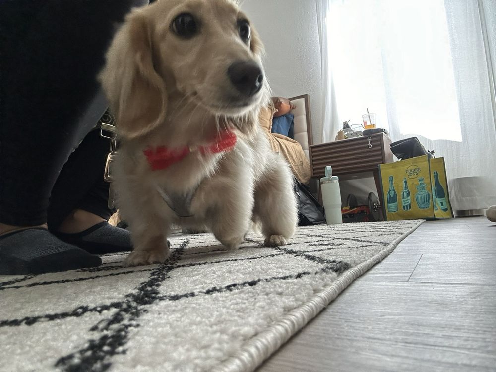 Anne’s Dog Spa and Grooming Rawlins